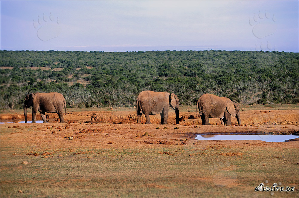 Elefantes africanos majestuosos en un punto de agua