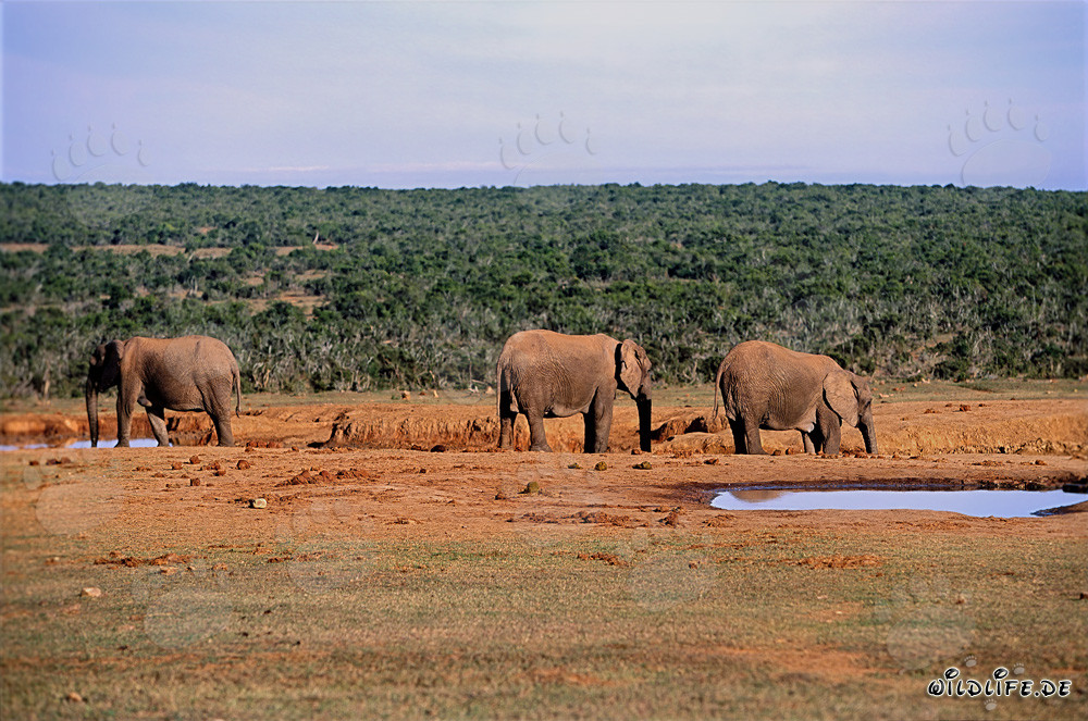 Majestosi elefanti africani presso un punto d'acqua