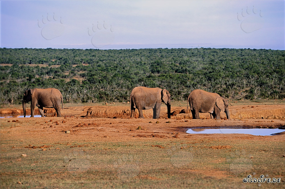 Éléphants africains majestueux à un point d'eau