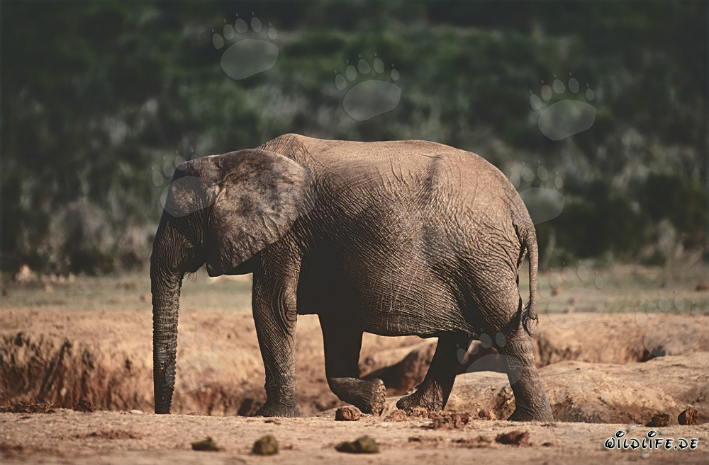 Majestic African Elephant Searching for Water