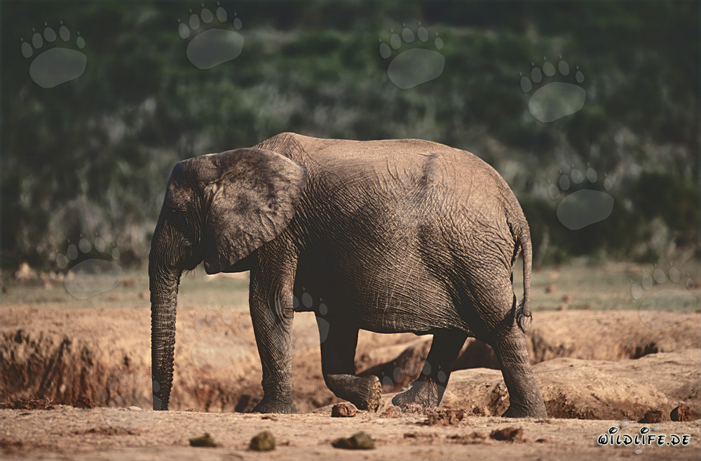 Majestätischer Afrikanischer Elefant auf der Suche nach Wasser
