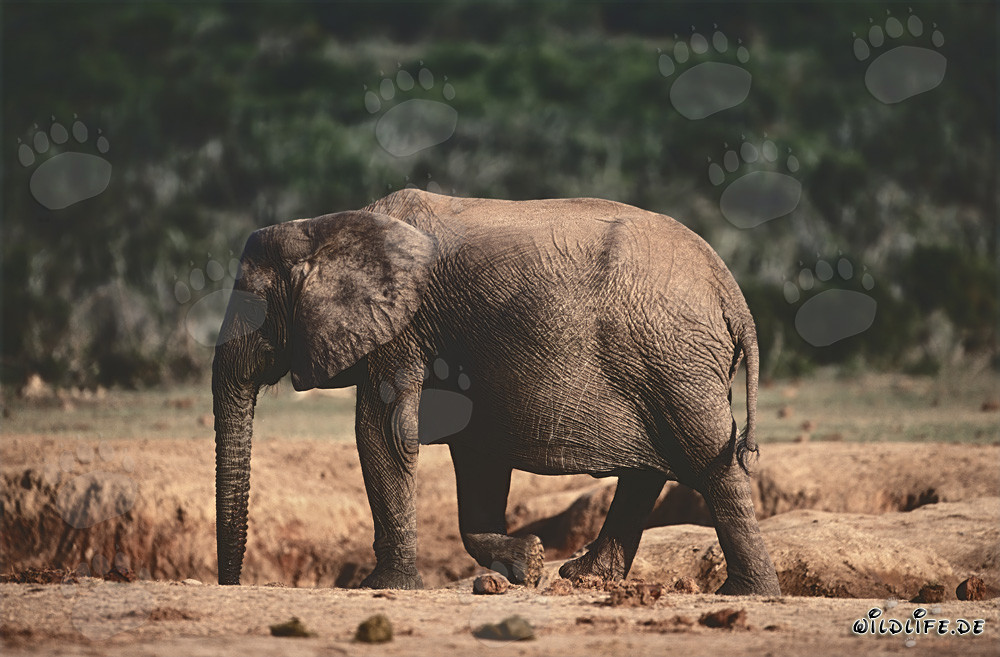 Elefante africano majestuoso en busca de agua