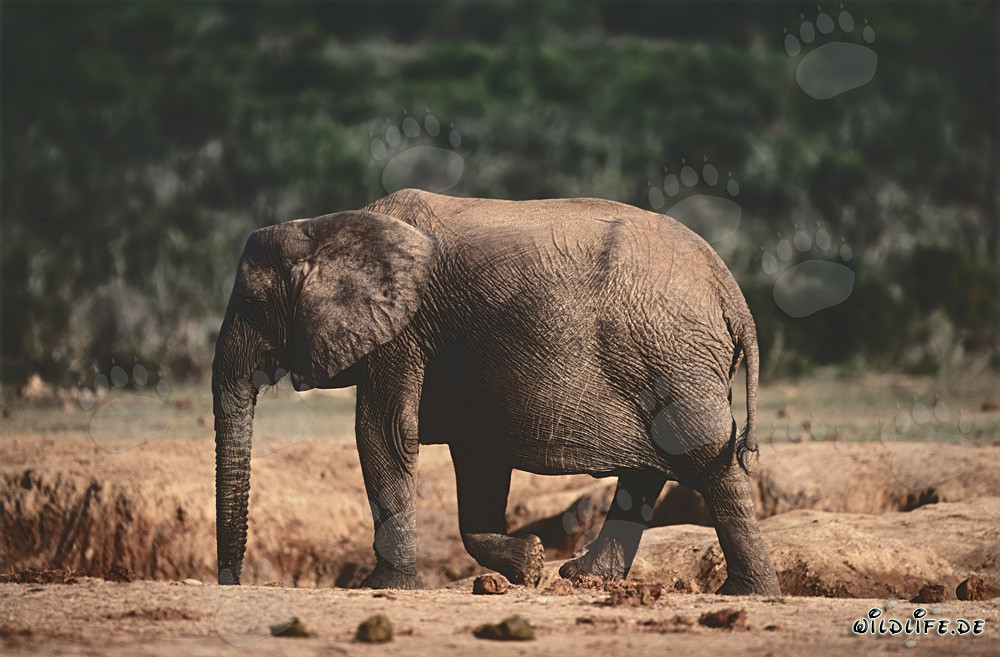 Éléphant africain majestueux à la recherche d'eau