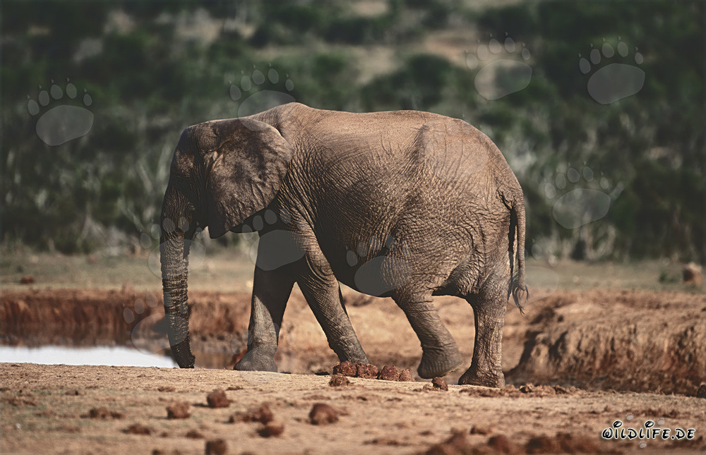 Majestic African Elephant Found Water