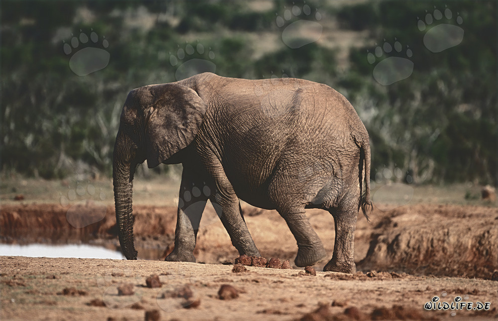 Majestätischer Afrikanischer Elefant beim Trinken