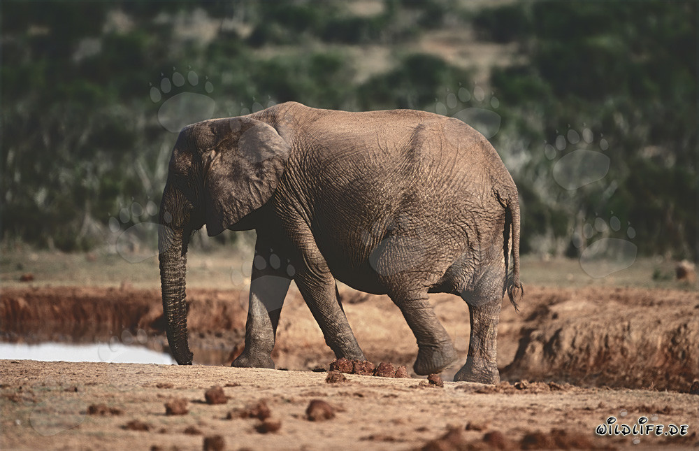 Elefante africano majestuoso bebiendo agua