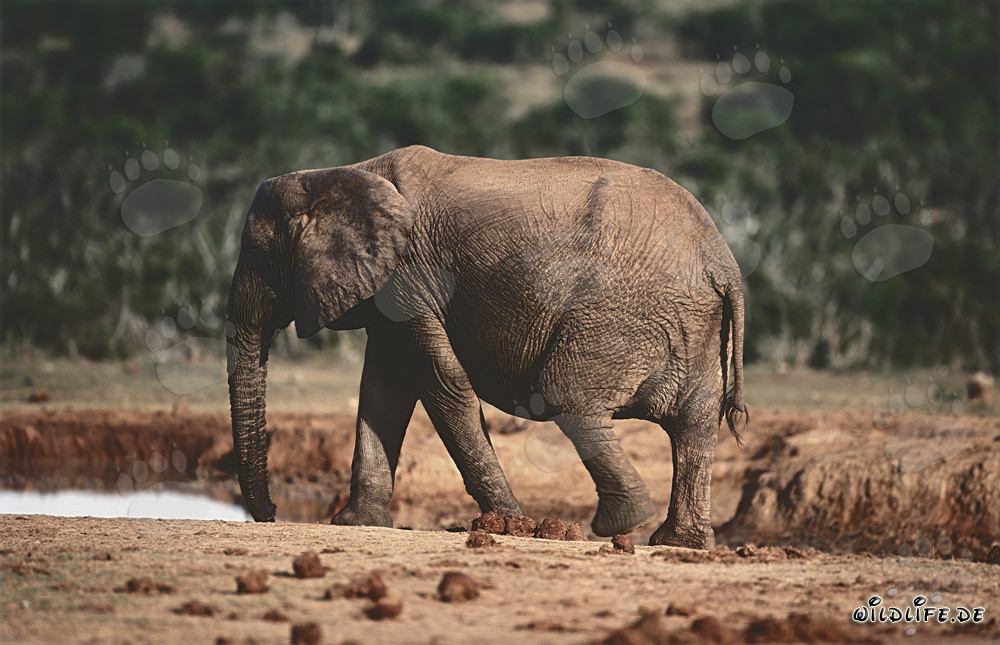 Maestoso elefante africano che beve acqua