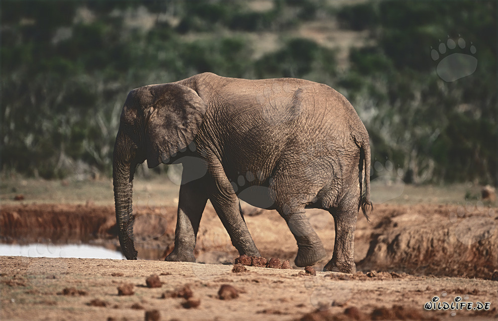 Éléphant africain majestueux buvant de l'eau