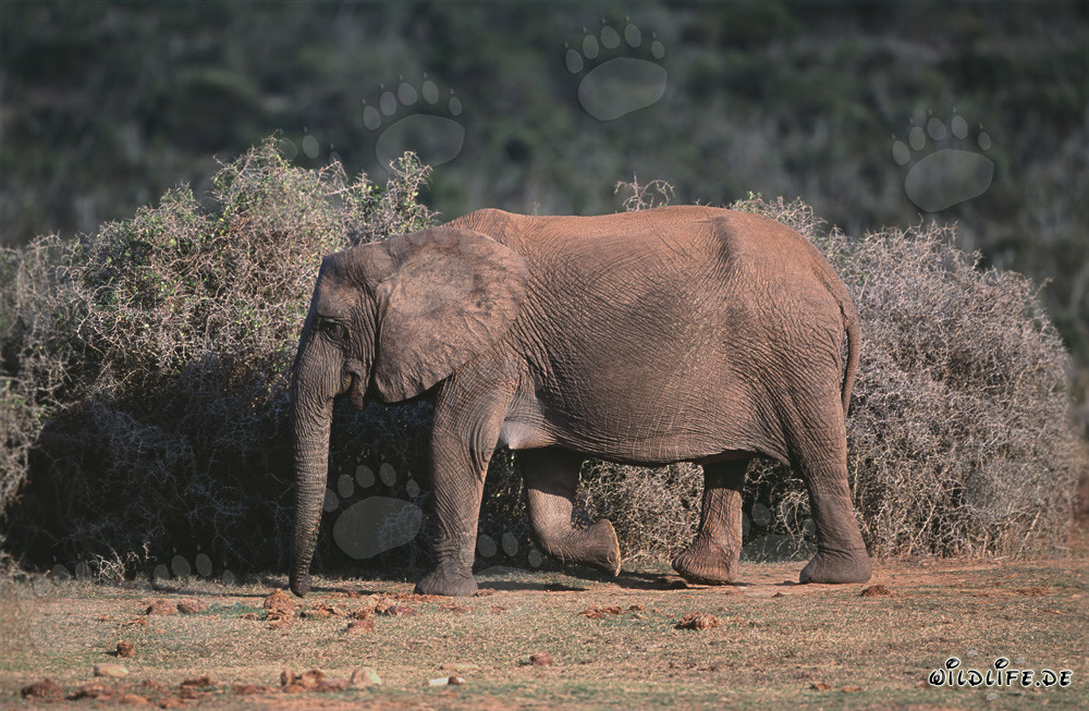 Majestic African Elephant in its natural habitat