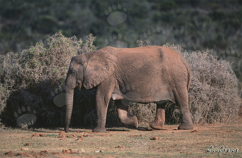 Majestätischer Afrikanischer Elefant in seiner natürlichen Umgebung