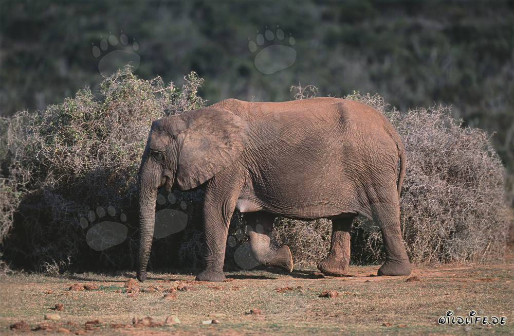 Elefante africano majestuoso en su entorno natural