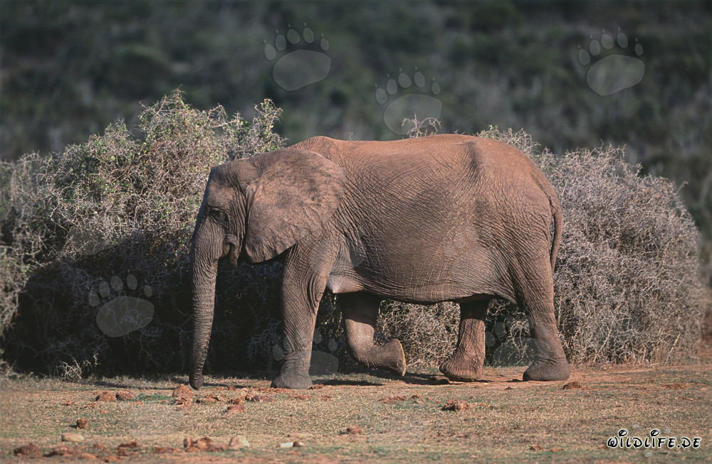 Maestoso elefante africano nel suo ambiente naturale