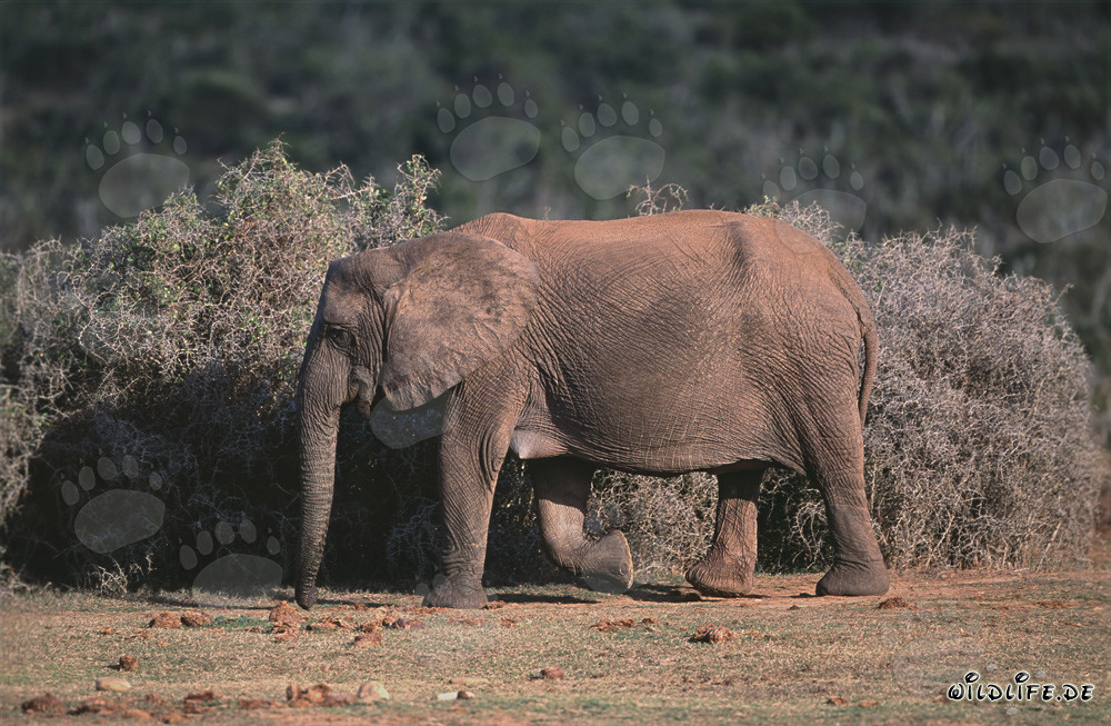 Éléphant africain majestueux dans son environnement naturel