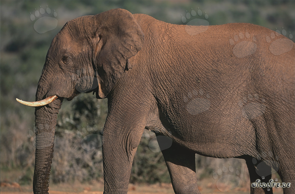 Majestic African Elephant in the Savannah