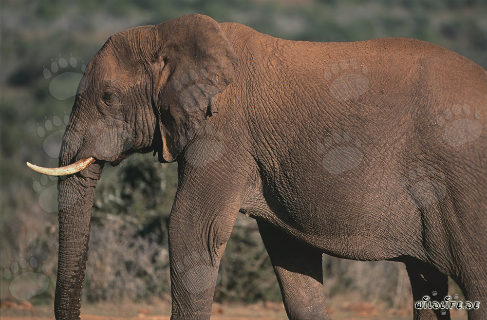 Elefante africano majestuoso en la sabana