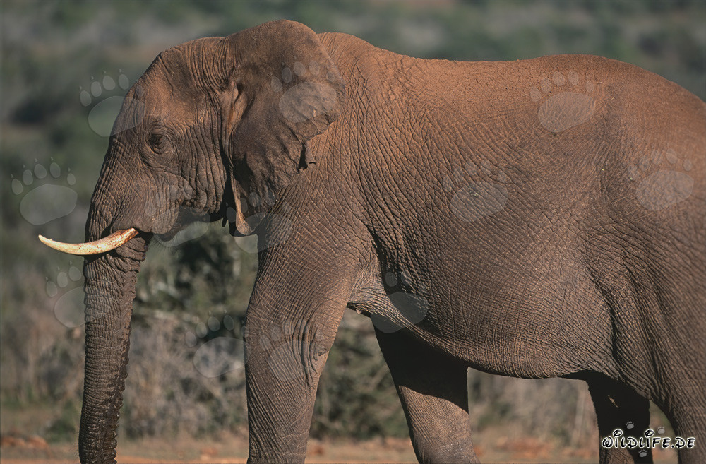 Maestoso elefante africano nella savana