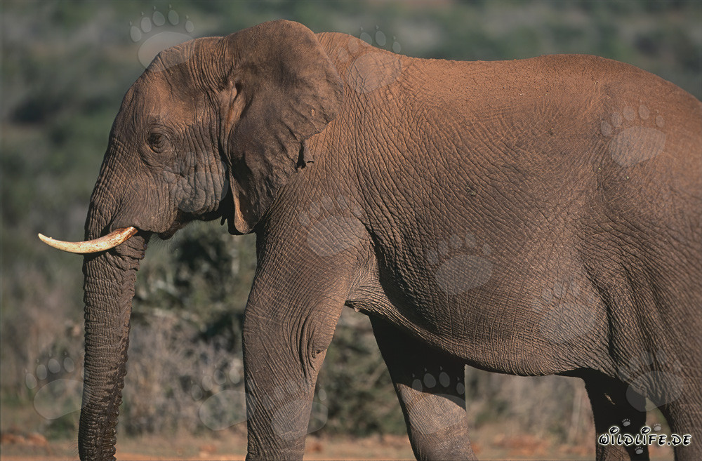 Éléphant africain majestueux dans la savane