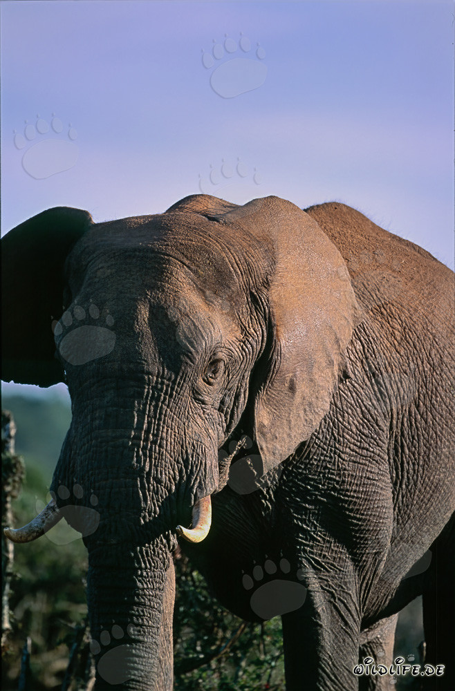 Majestic African Elephant in the Wild