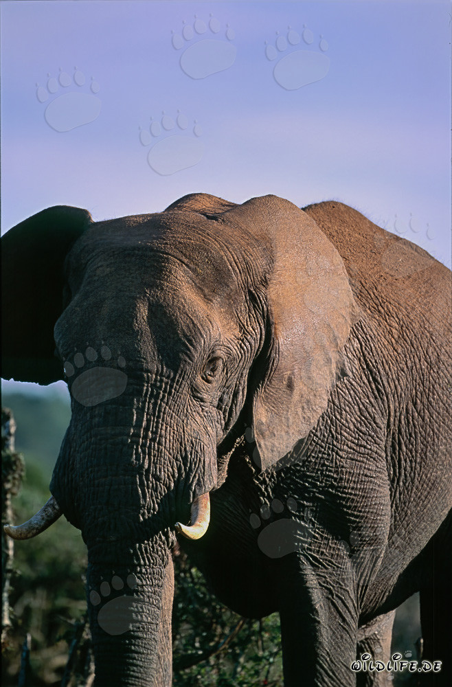 Majestätischer Afrikanischer Elefant in der Natur