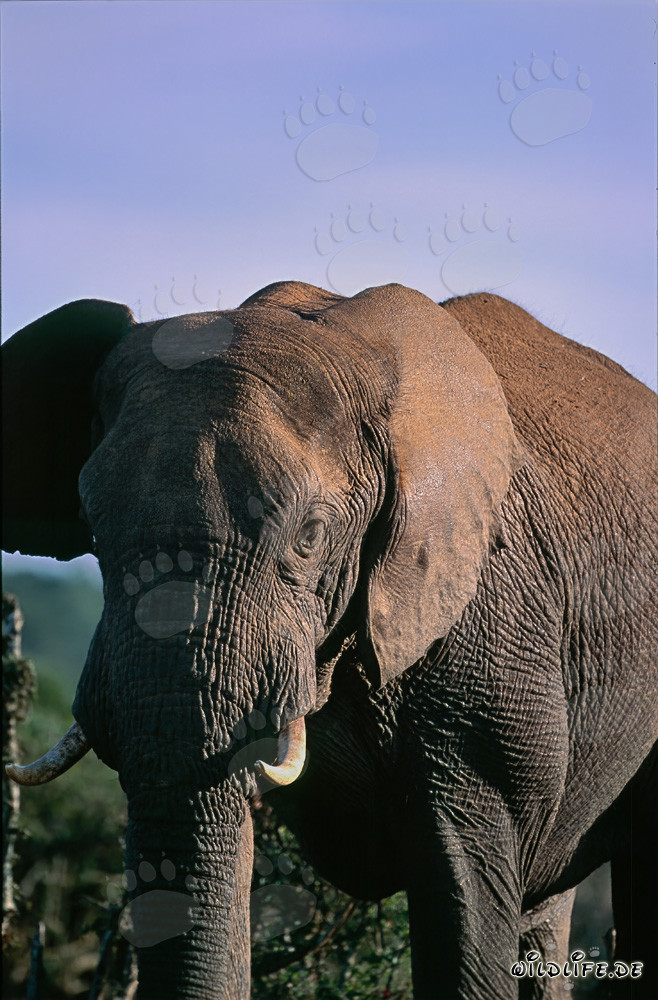 Maestoso elefante africano nella natura