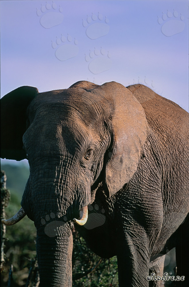 Elefante africano majestuoso en la naturaleza