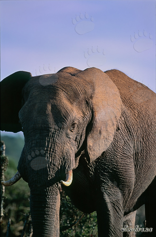 Éléphant africain majestueux dans la nature