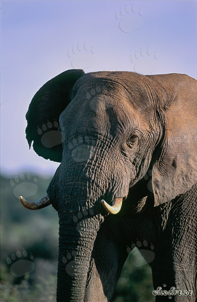 Majestic African Elephant observing the savannah
