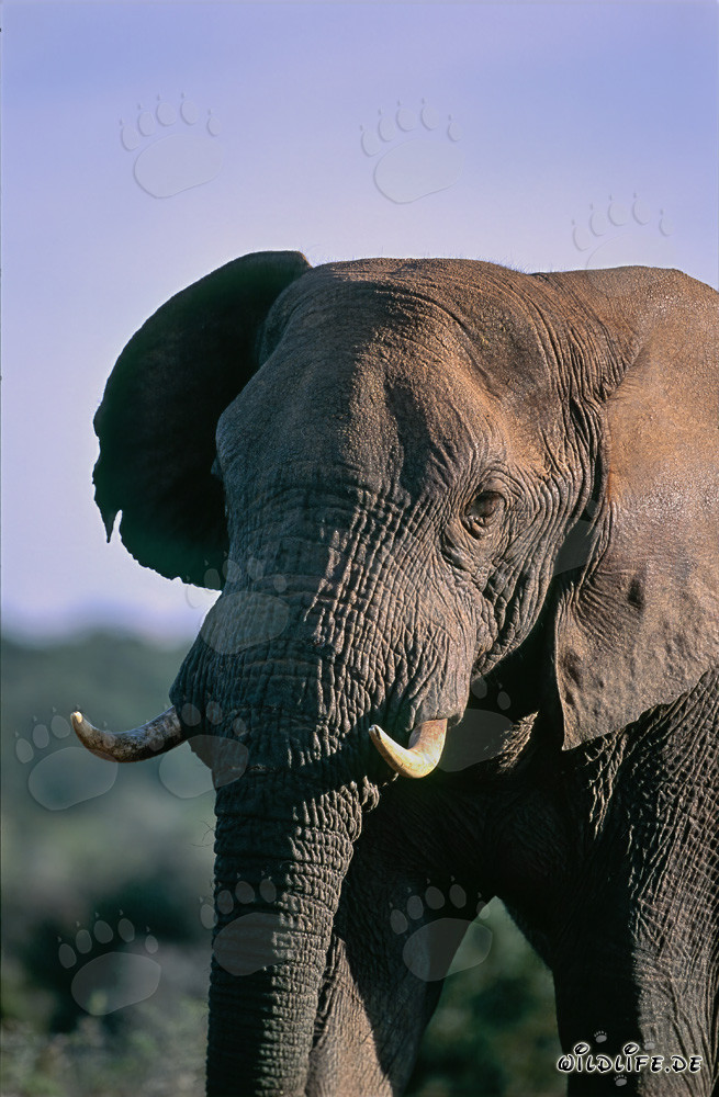 Majestätischer Afrikanischer Elefant beobachtet die Savanne
