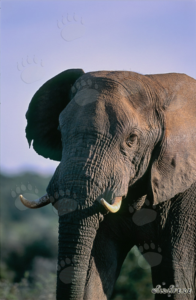 Elefante africano majestuoso observando la sabana