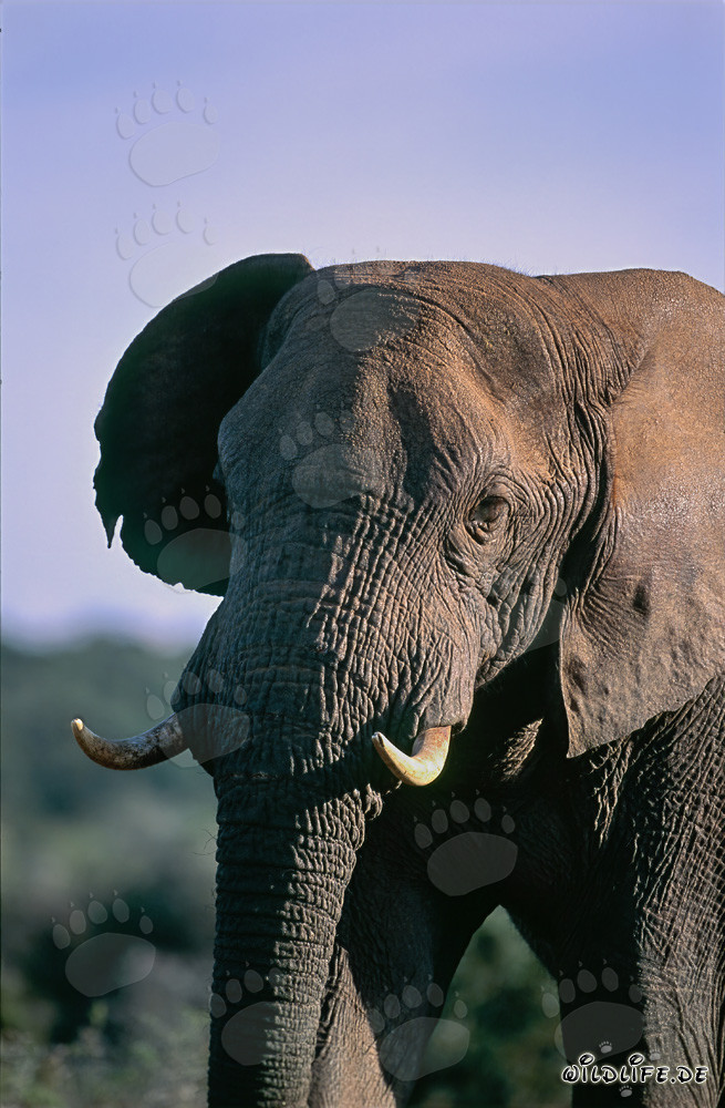 Maestoso elefante africano osserva la savana