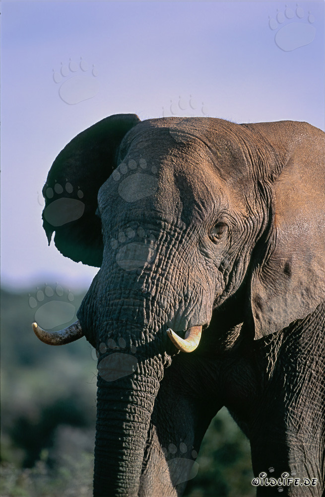 Éléphant d'Afrique majestueux observant la savane