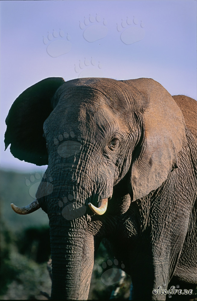 Majestätischer Afrikanischer Elefant in der Wildnis beobachtet seine Umgebung