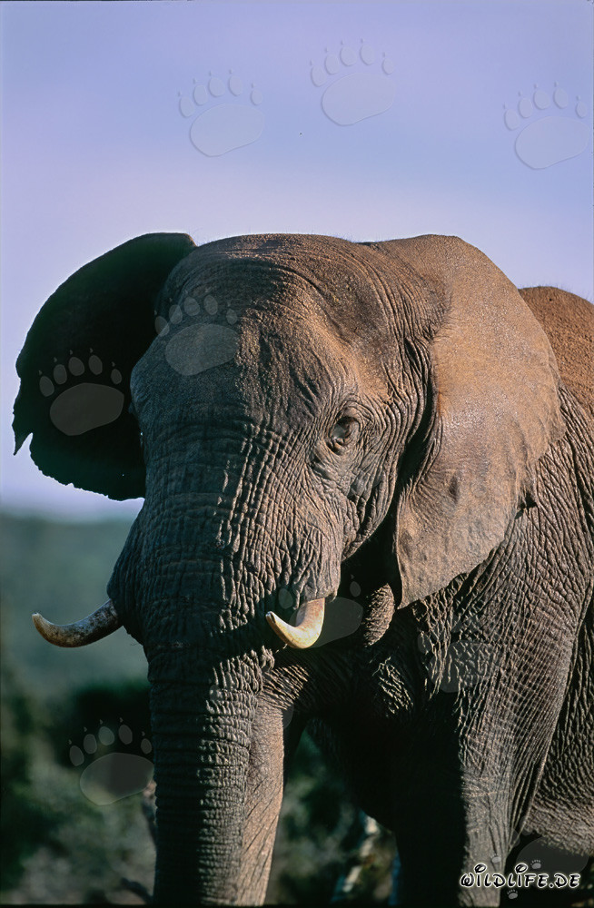 Maestoso elefante africano osserva l'ambiente selvaggio