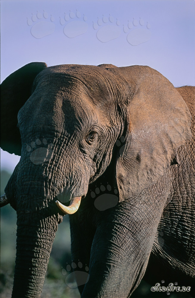 The majestic African Elephant in Addo Elephant National Park, South Africa
