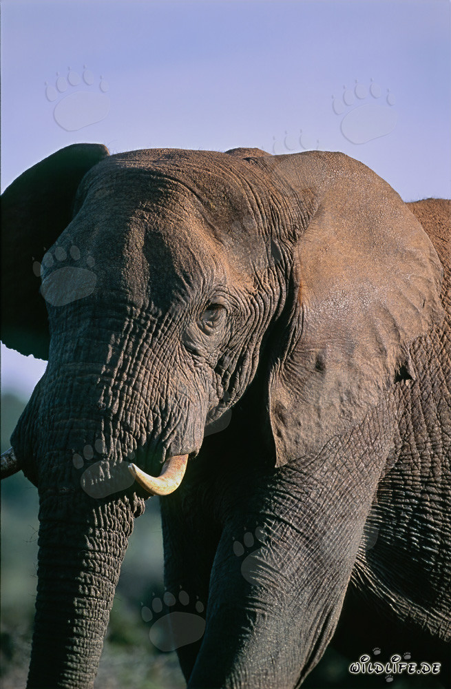 El majestuoso elefante africano en el Parque Nacional de Elefantes de Addo, Sudáfrica
