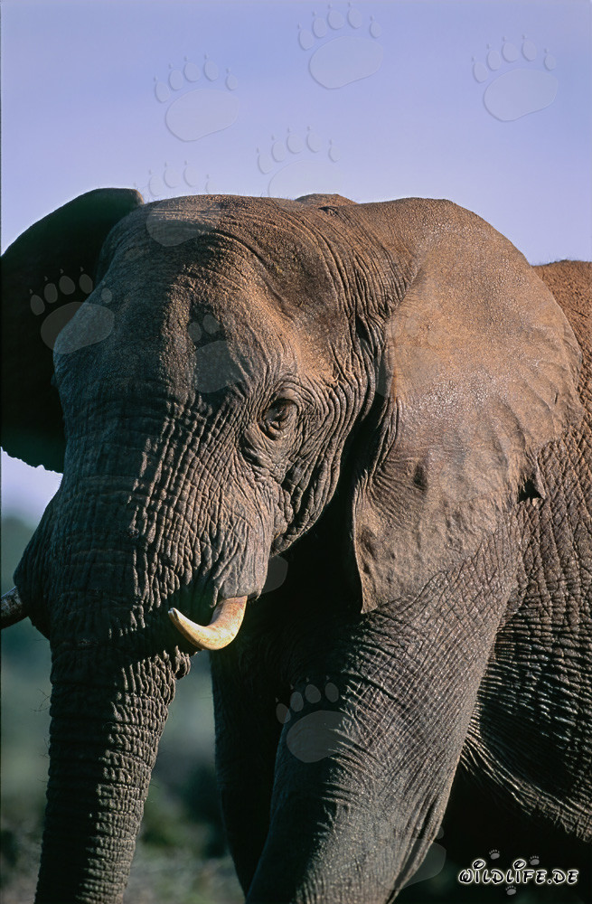 L'éléphant africain majestueux dans le parc national des éléphants d'Addo, Afrique du Sud