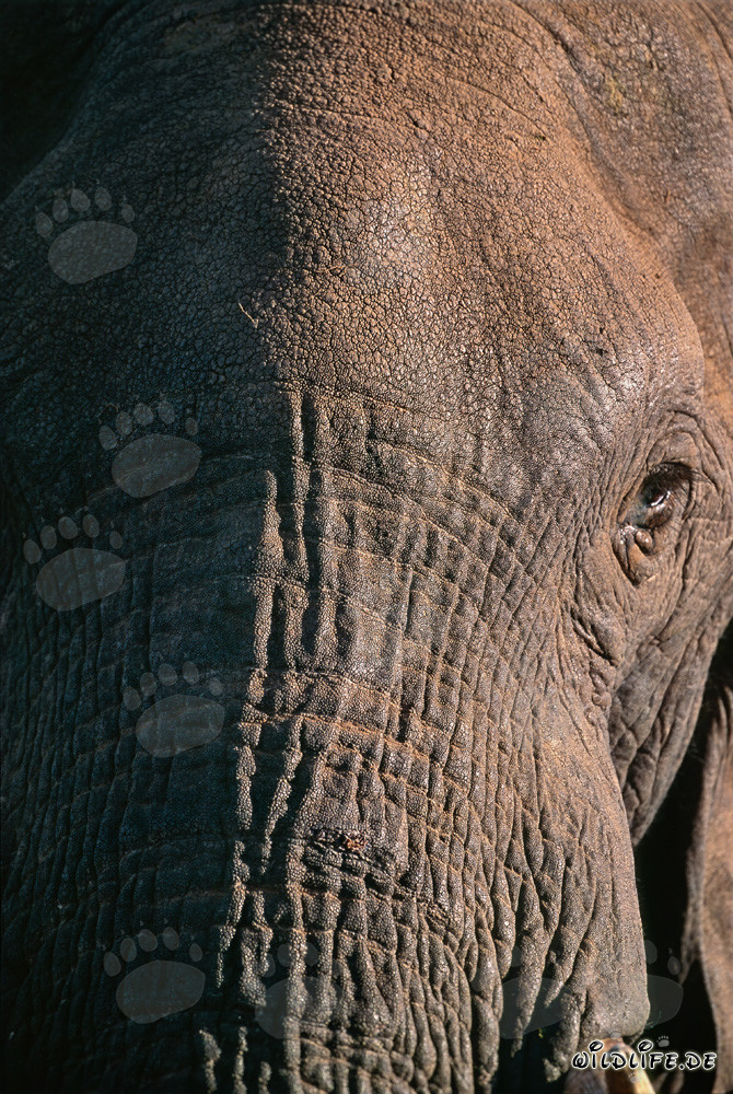Close-up of the head of a majestic African elephant