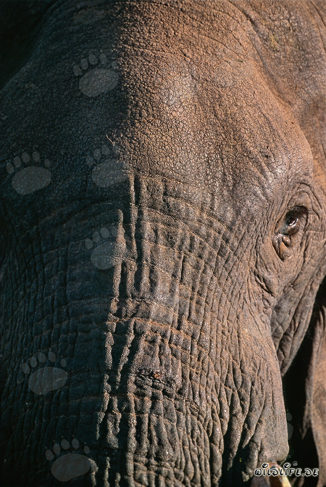 Nahaufnahme des Kopfes eines majestätischen Afrikanischen Elefanten