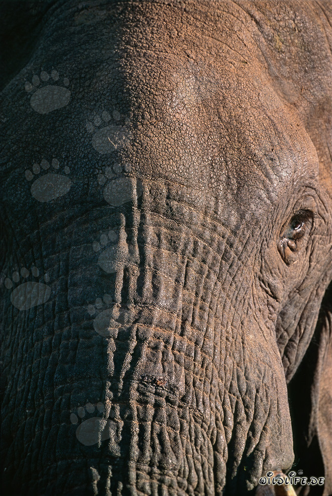Primer plano de la cabeza de un majestuoso elefante africano
