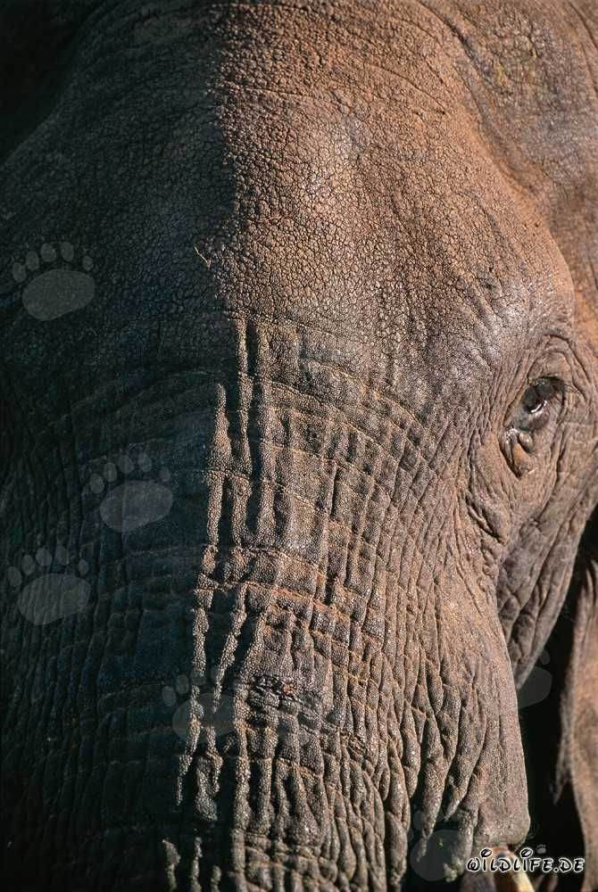 Primo piano della testa di un maestoso elefante africano