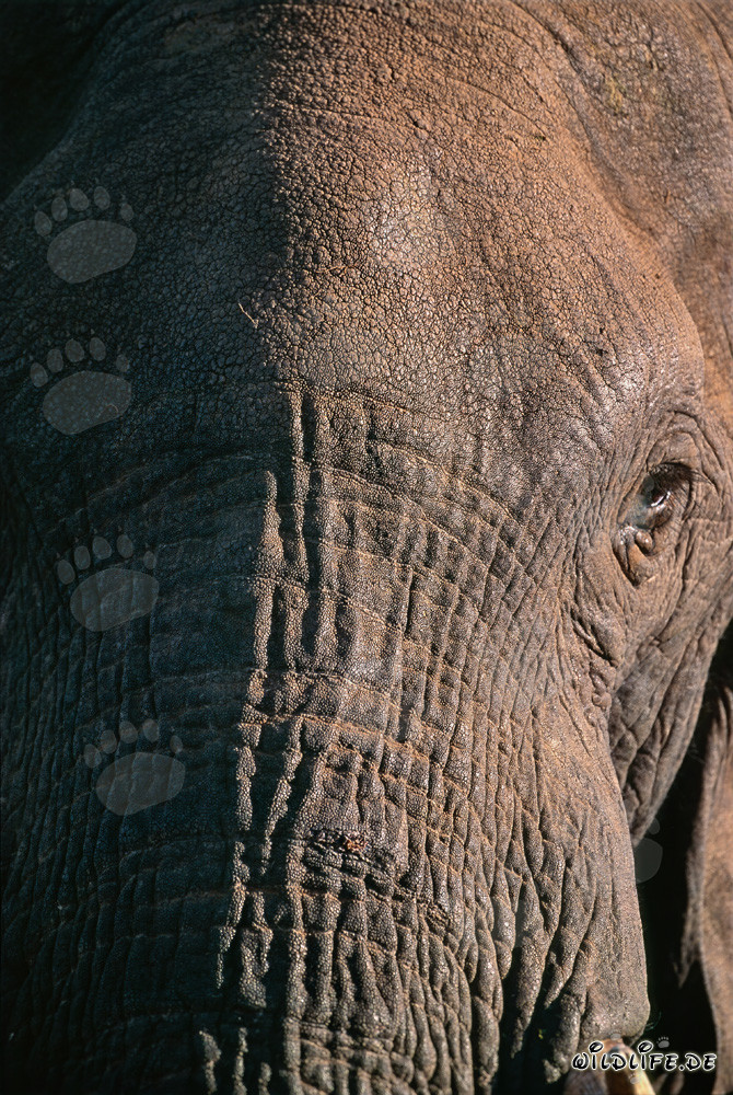 Gros plan de la tête d'un majestueux éléphant africain
