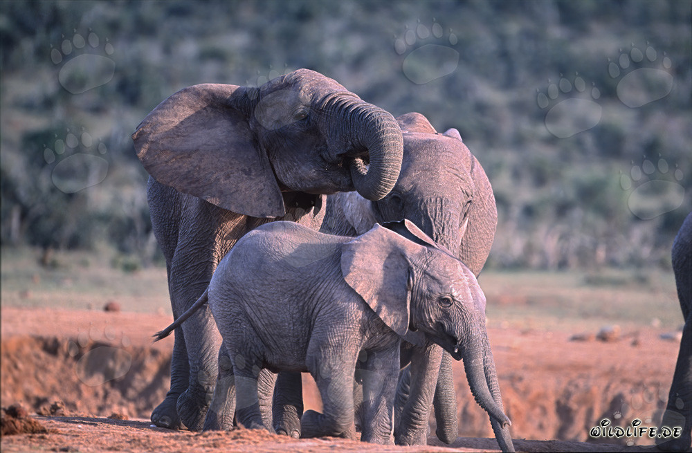 Elefantes africanos majestuosos en la naturaleza salvaje