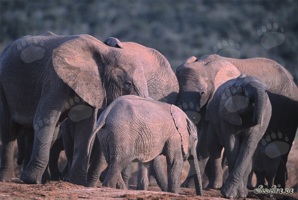 Majestic African elephants at a refreshing waterhole