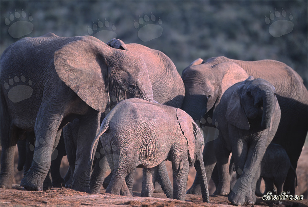 Elefanti africani maestosi in un punto d'acqua rinfrescante