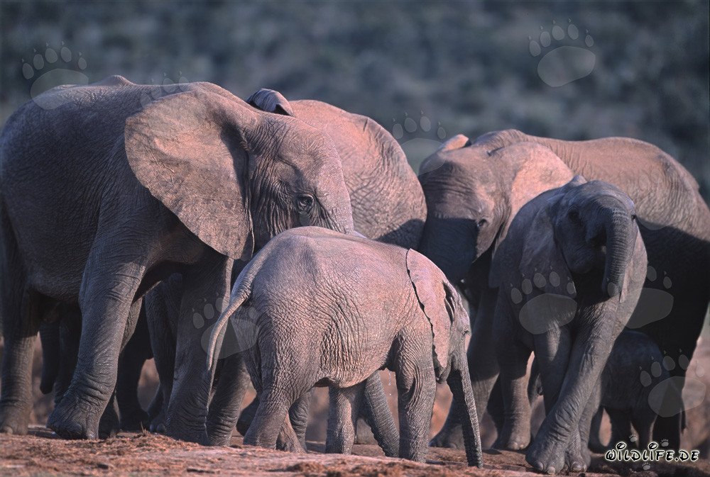 Éléphants africains majestueux à un point d'eau rafraîchissant