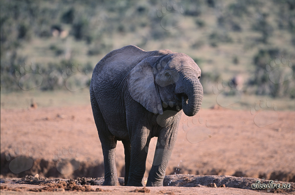 Elefante africano majestuoso bebiendo agua