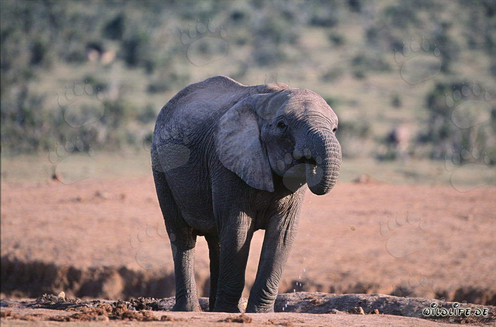 Maestoso elefante africano che beve acqua