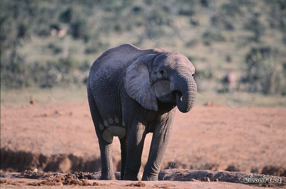 Majestätischer Afrikanischer Elefant beim Trinken
