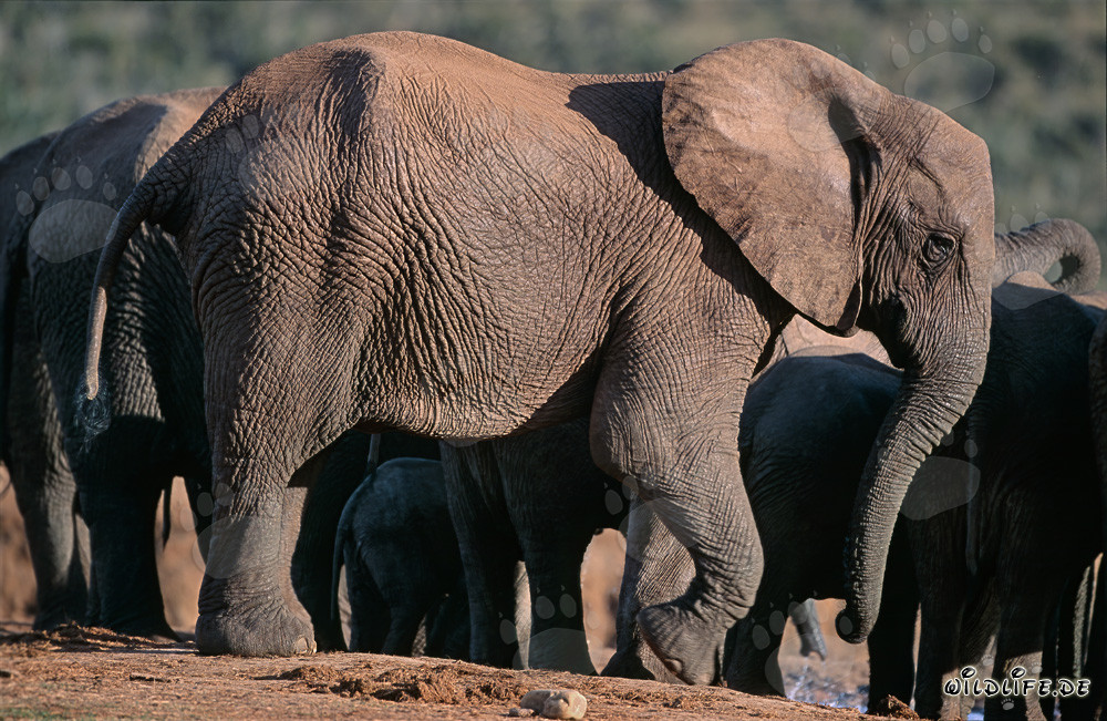 African elephants drinking water in the savannah