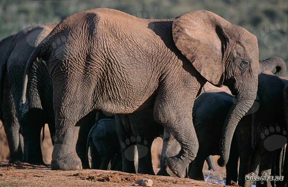 Elefanti africani che bevono acqua nella savana
